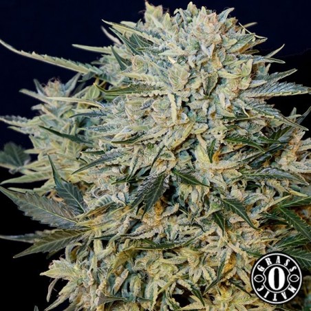 Plante de marijuana Sugar Gom