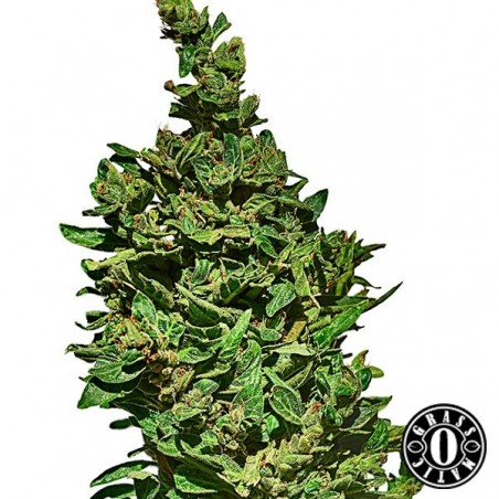 Med Gom Plante de marijuana