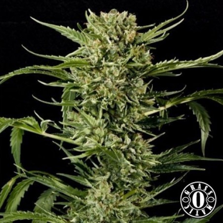 Plante de marijuana Auto Mass