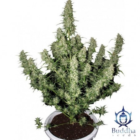 Magnum Plante de cannabis