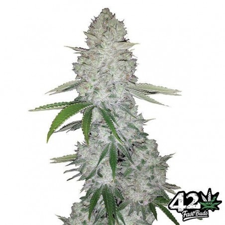 Glue Auto Plante de marijuana