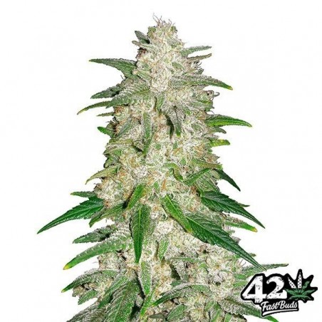 Plante de cannabis Gelato Auto