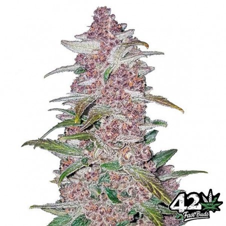 Black Berry Auto Plante de marijuana