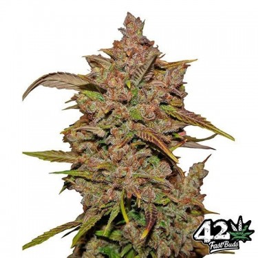 Crystal Meth Auto Plante de marijuana