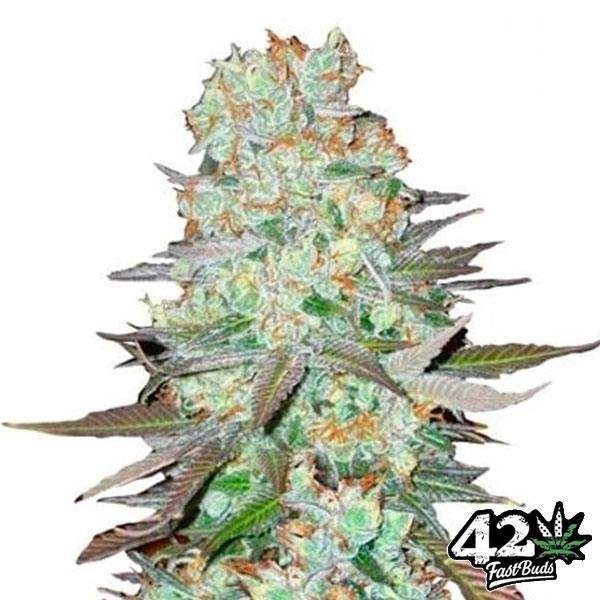 G-14 Auto Plante de marijuana