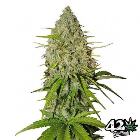 Grapefruit Auto Plante de marijuana