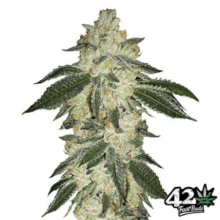 Green Crack Auto Plante de marijuana