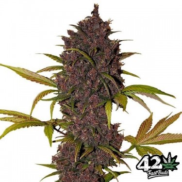 LSD-25 Auto Plante de marijuana