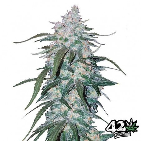 Pineapple Express Auto Plante de marijuana