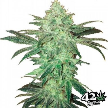 Stardawg Auto Plante de marijuana