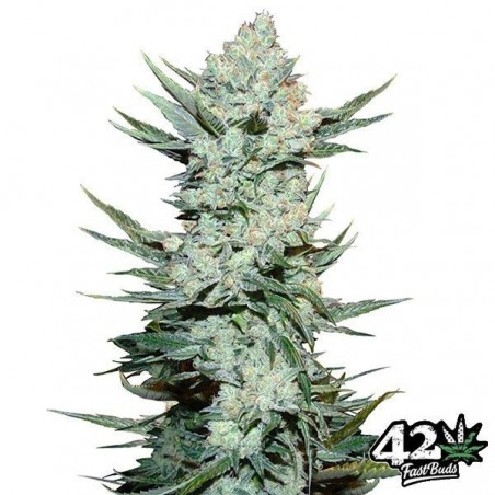 Tangie Matic Auto Plante de marijuana