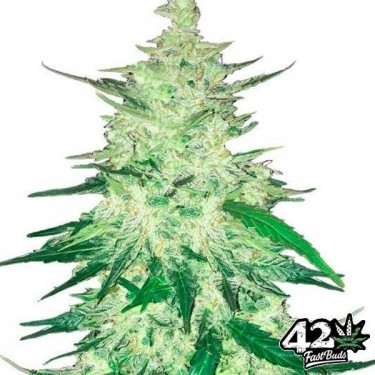 Plante de cannabis CBD Crack Auto
