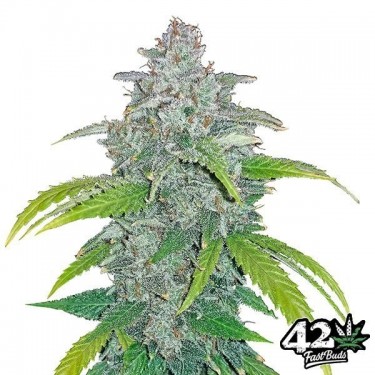Plante de cannabis Blue Dream Matic Auto