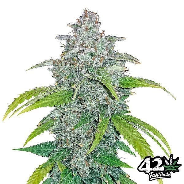 Voir Plante de cannabis Blue Dream Matic Auto