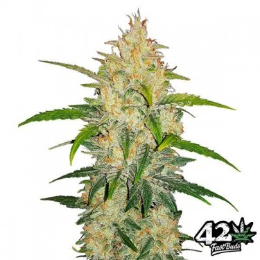 Zkittlez Auto Plante de cannabis