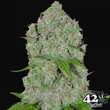 Orange Sherbet Auto Plante de cannabis