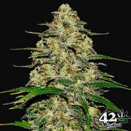Fast Buds | Graines de Wedding Cheesecake Auto - Grow Barato