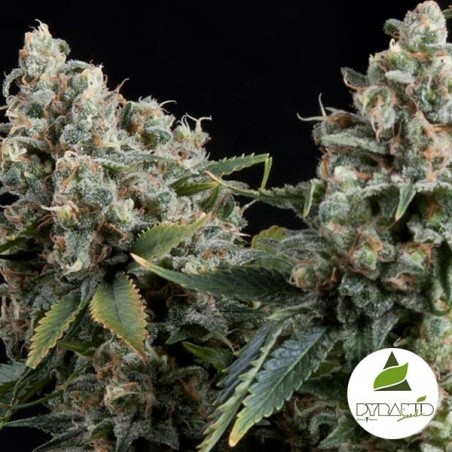 Auto Tutankhamon Plante de marijuana