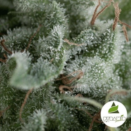 Auto Nefertiti
