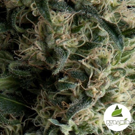 Auto Galaxy Plante de marijuana