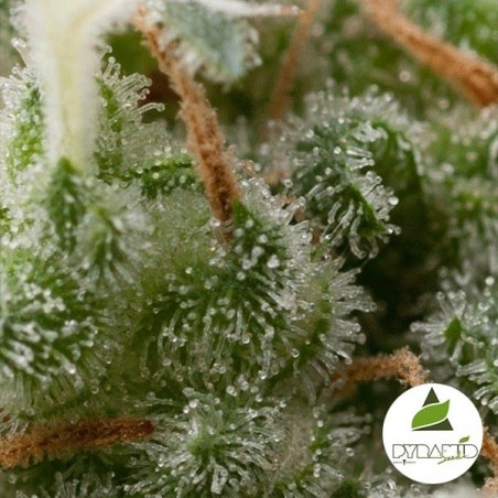 Auto Super Hash Plante de marijuana