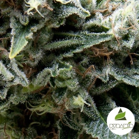 Auto New York City Plante de marijuana