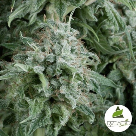 Auto Anubis Plante de marijuana