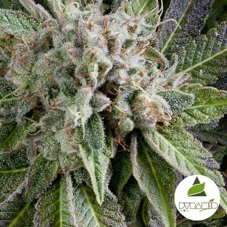 Auto Blue Pyramid Plante de marijuana