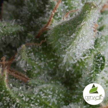 Graines Auto Shark de Pyramid Seeds - Grow Barato