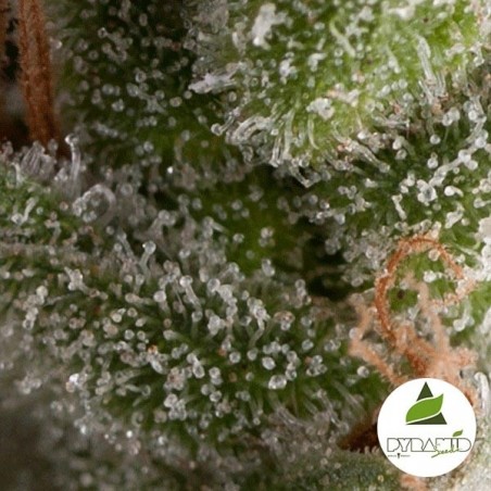 Auto Fresh Candy