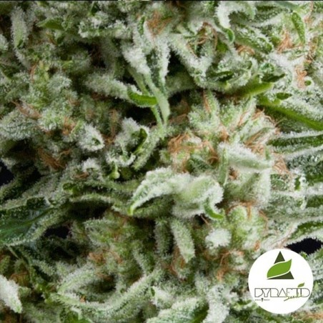 Auto Amnesia Gold