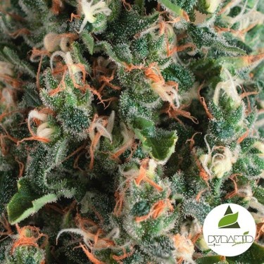 Auto Super OG Kush Plante de marijuana