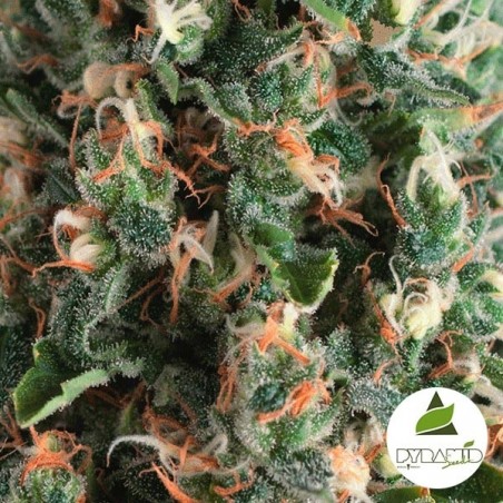 Auto Super OG Kush Plante de marijuana