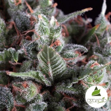 Plante de cannabis Auto Olympia