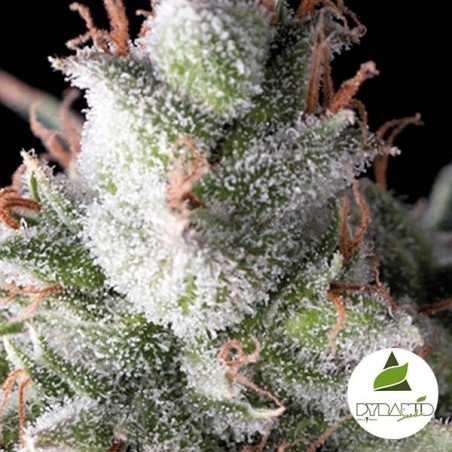 Auto Ramses Plante de cannabis