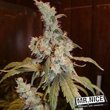 Plante de marijuana Afghan Haze régulière