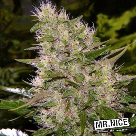 Plante de marijuana Critical Mass