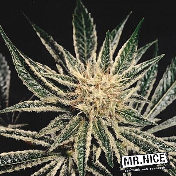 Voir Plante de marijuana Black WIdow