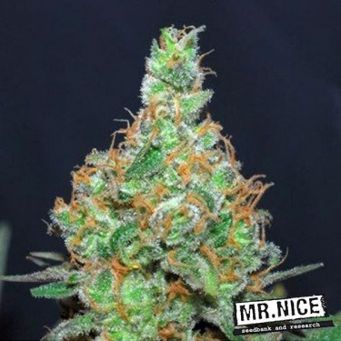 Plante de marijuana Super Silver Haze