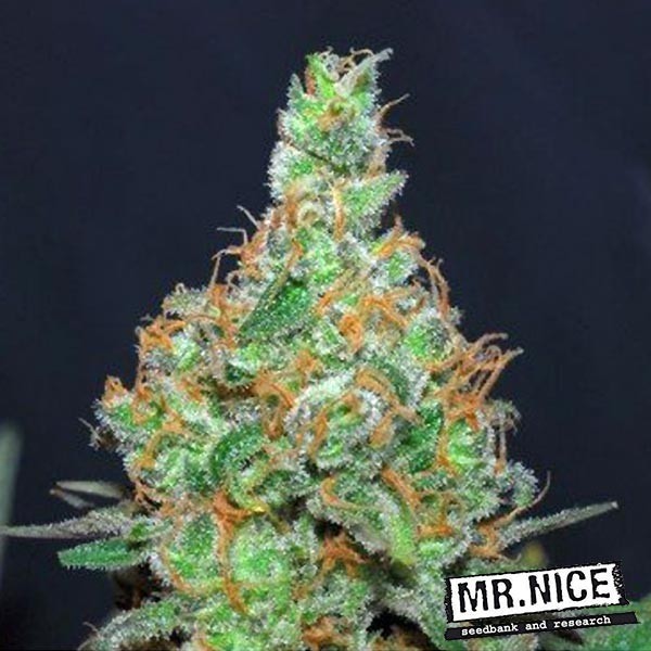 Voir Plante de marijuana Super Silver Haze
