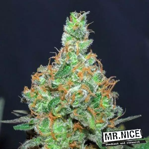 Voir Plante de marijuana Super Silver Haze