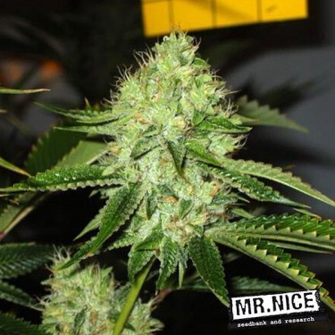 Plante de marijuana Medicine Man