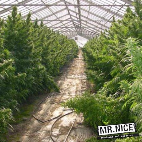 Plante de marijuana