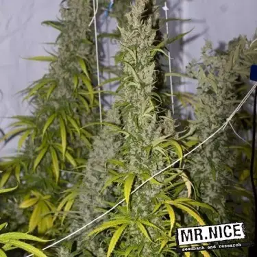 Plante de cannabis Mango Haze