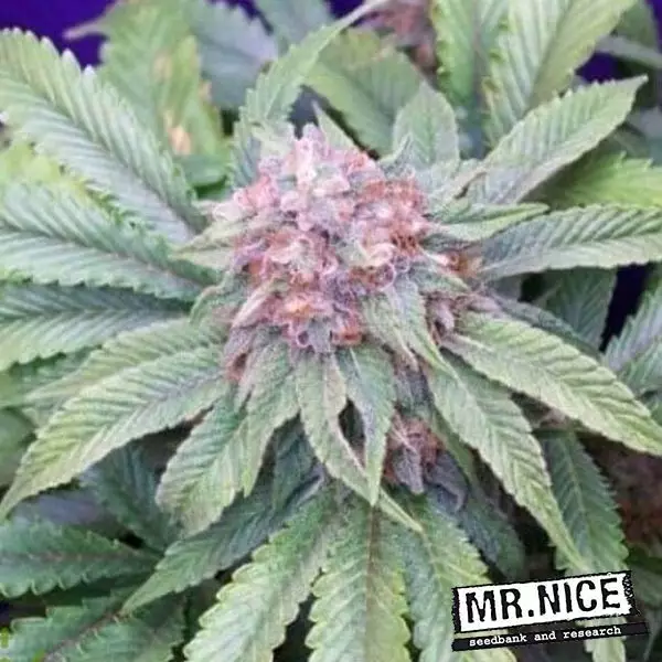 Voir Plante de marijuana G13 Widow