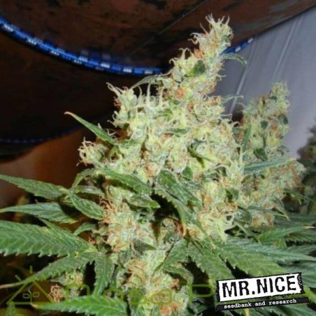 Plante de marijuana