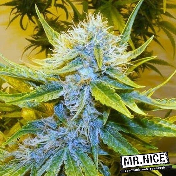 Graines G13 Haze regular de Mr. Nice Seeds - Grow Barato