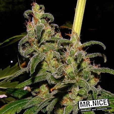 Plante de marijuana