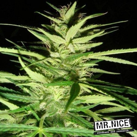 Plante de marijuana