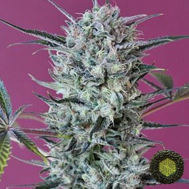Plante de cannabis Krystalica